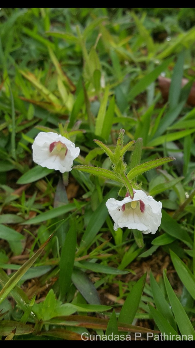 Centranthera indica (L.) Gamble
